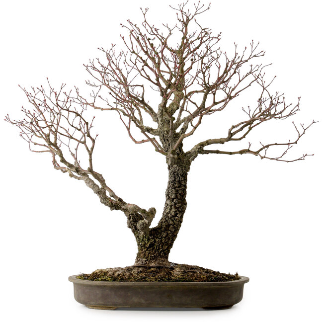 Acer palmatum Arakawa, 60 cm, ± 30 ans, avec un nebari de 28 cm