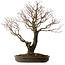 Acer palmatum Arakawa, 60 cm, ± 30 years old, with a nebari of 28 cm