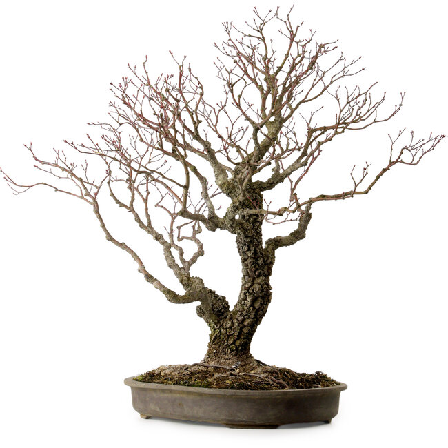 Acer palmatum Arakawa, 60 cm, ± 30 years old, with a nebari of 28 cm