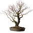 Acer palmatum Arakawa, 60 cm, ca. 30 Jahre alt, mit einem Wurzelhals von 28 cm