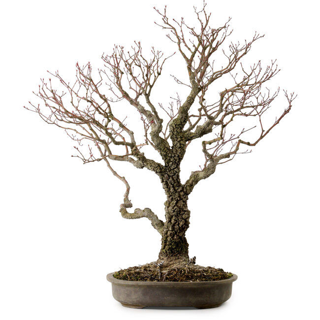 Acer palmatum Arakawa, 60 cm, ± 30 años, con un nebari de 28 cm.