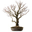 Acer palmatum Arakawa, 60 cm, ca. 30 Jahre alt, mit einem Wurzelhals von 28 cm