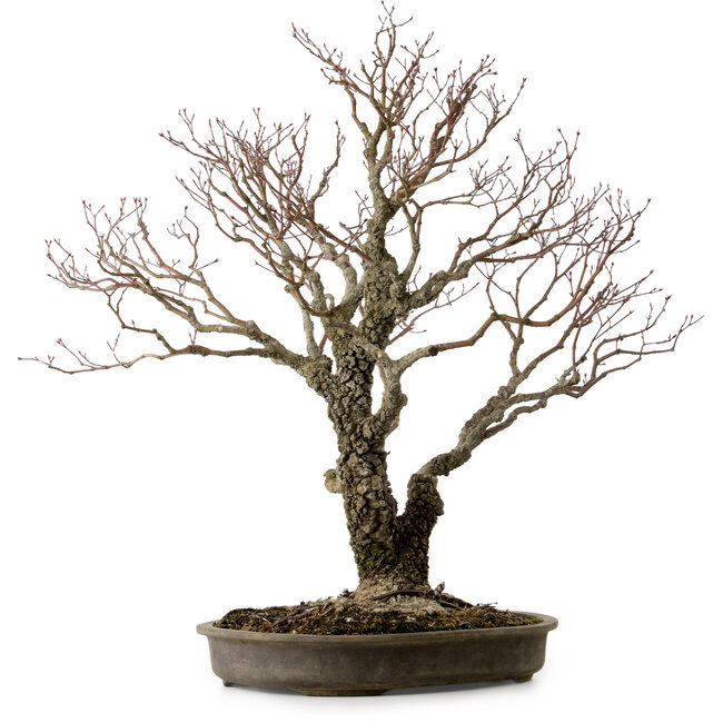 Acer palmatum Arakawa, 60 cm, ± 30 ans, avec un nebari de 28 cm