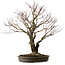 Acer palmatum Arakawa, 60 cm, ca. 30 Jahre alt, mit einem Wurzelhals von 28 cm