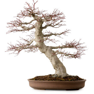 Acer palmatum, 50 cm, ± 40 Jahre alt