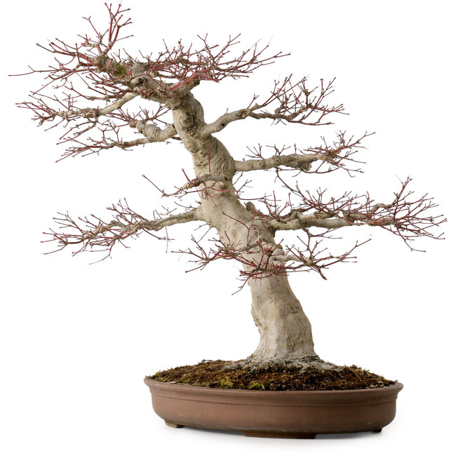 Acer palmatum, 50 cm, ± 40 años, con un nebari de 22 cm
