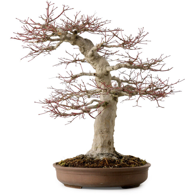 Acer palmatum, 50 cm, ca. 40 Jahre alt, mit einem Wurzelhals von 22 cm