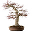 Acer palmatum, 50 cm, ± 40 anni, con nebari di 22 cm