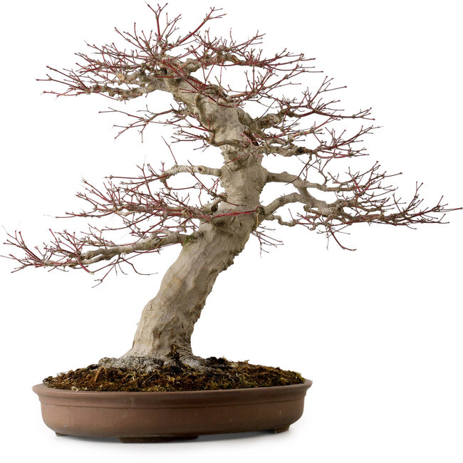 Acer palmatum, 50 cm, ± 40 years old, with a nebari of 22 cm