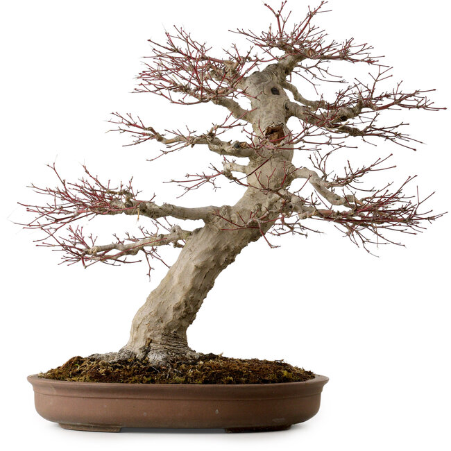 Acer palmatum, 50 cm, ± 40 ans, avec un nebari de 22 cm