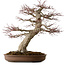 Acer palmatum, 50 cm, ± 40 ans, avec un nebari de 22 cm