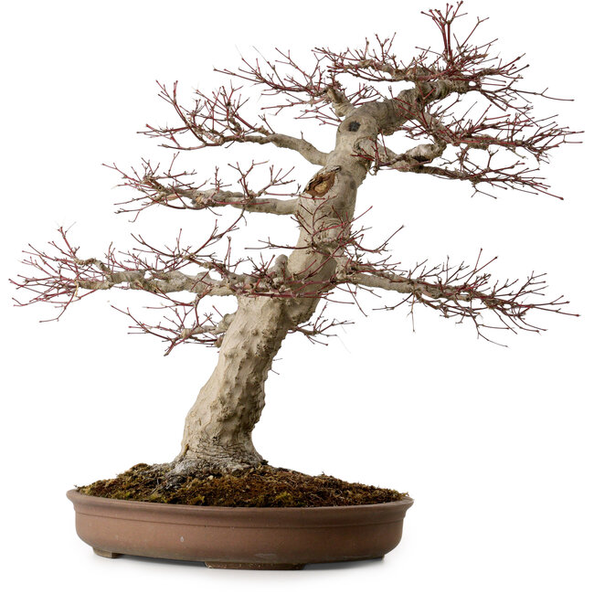 Acer palmatum, 50 cm, ± 40 años, con un nebari de 22 cm