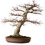 Acer palmatum, 50 cm, ca. 40 Jahre alt, mit einem Wurzelhals von 22 cm