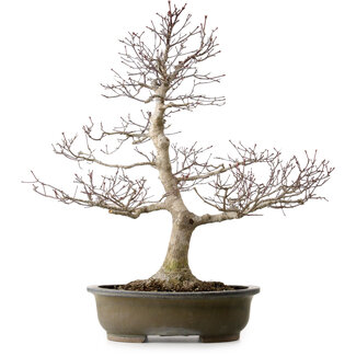 Acer palmatum, 65 cm, ± 35 Jahre alt