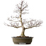 Acer palmatum, 65 cm, ca. 35 Jahre alt, mit einem Wurzelhals von 24 cm