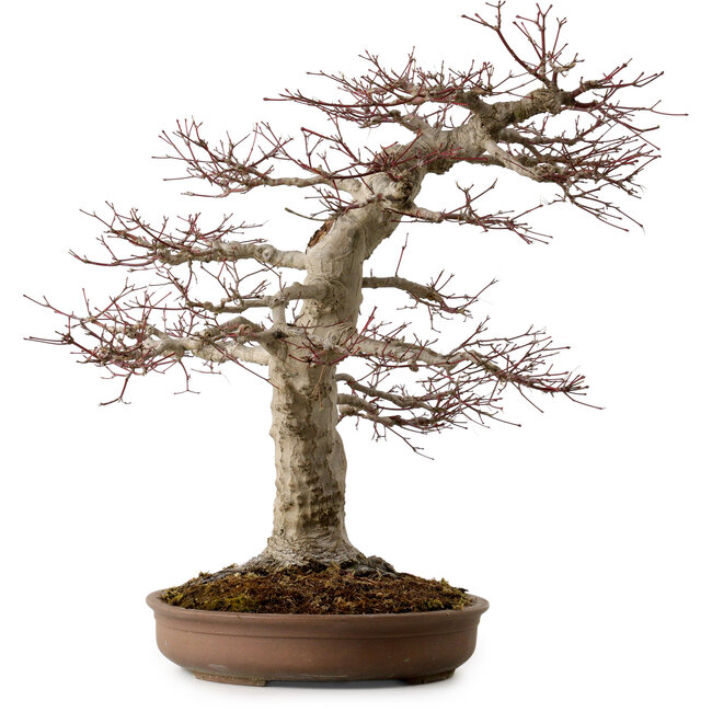 Acer palmatum, 50 cm, ca. 40 Jahre alt, mit einem Wurzelhals von 22 cm
