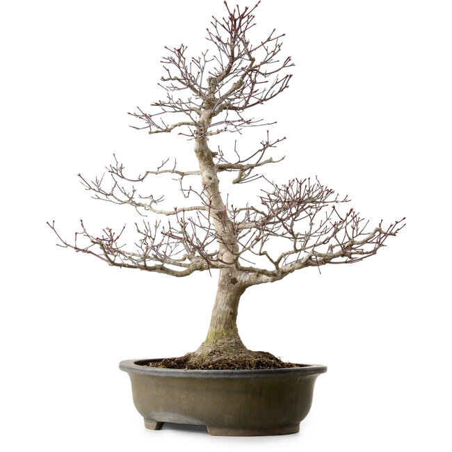 Acer palmatum, 65 cm, ca. 35 Jahre alt, mit einem Wurzelhals von 24 cm