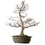 Acer palmatum, 65 cm, ± 35 anni, con nebari di 24 cm