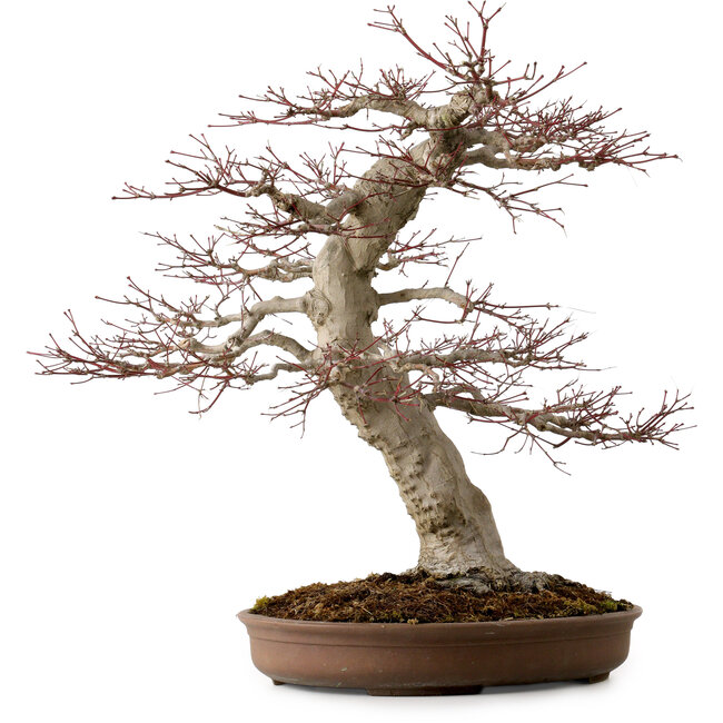 Acer palmatum, 50 cm, ca. 40 Jahre alt, mit einem Wurzelhals von 22 cm