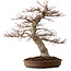 Acer palmatum, 50 cm, ± 40 ans, avec un nebari de 22 cm