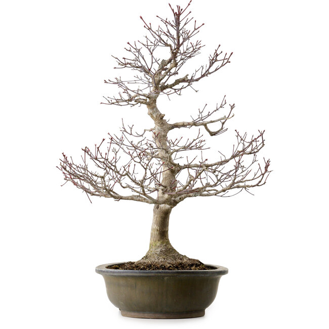 Acer palmatum, 65 cm, ± 35 años, con un nebari de 24 cm