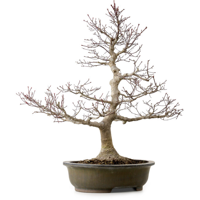 Acer palmatum, 65 cm, ± 35 years old, with a nebari of 24 cm