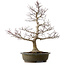 Acer palmatum, 65 cm, ca. 35 Jahre alt, mit einem Wurzelhals von 24 cm