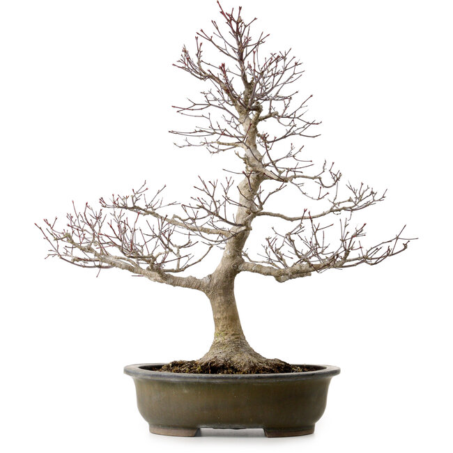 Acer palmatum, 65 cm, ± 35 ans, avec un nebari de 24 cm