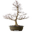 Acer palmatum, 65 cm, ± 35 ans, avec un nebari de 24 cm