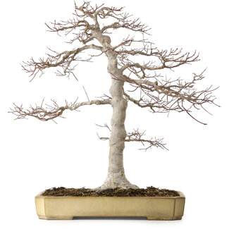 Yamafusa Acer palmatum, 43 cm, ± 35 years old