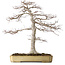 Acer palmatum, 43 cm, ± 35 ans, dans un pot japonais cassé mais fait main par Yamafusa, avec un nebari de 25 cm