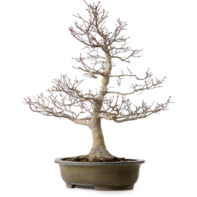 Acer palmatum, 65 cm, ± 35 años, con un nebari de 24 cm