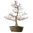 Acer palmatum, 65 cm, ± 35 years old, with a nebari of 24 cm