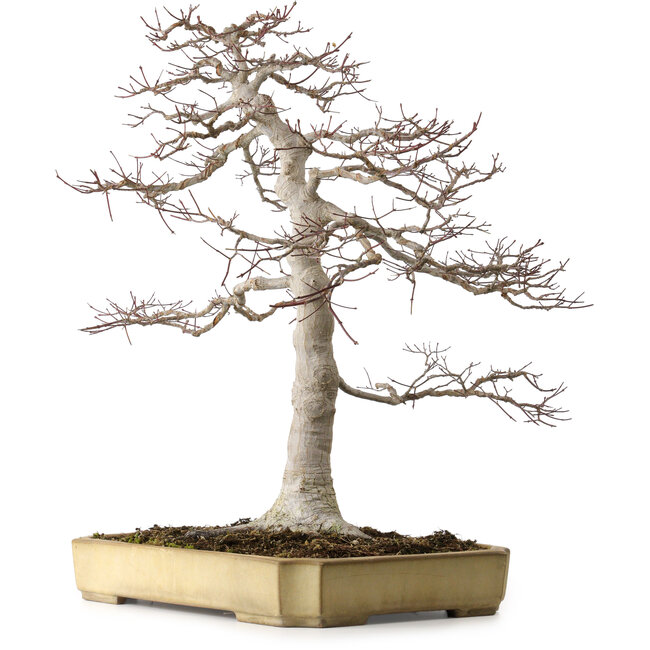 Acer palmatum, 43 cm, ± 35 years old, in a broken but handmade Japanese pot by Yamafusa, with a nebari of 25 cm