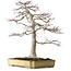 Acer palmatum, 43 cm, ca. 35 Jahre alt, in einem zerbrochenen, aber handgefertigten japanischen Topf von Yamafusa, mit einem Nebari von 25 cm