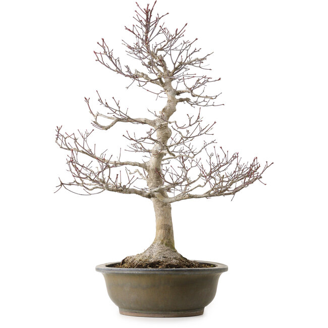 Acer palmatum, 65 cm, ± 35 años, con un nebari de 24 cm