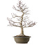 Acer palmatum, 65 cm, ± 35 anni, con nebari di 24 cm