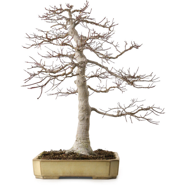 Acer palmatum, 43 cm, ca. 35 Jahre alt, in einem zerbrochenen, aber handgefertigten japanischen Topf von Yamafusa, mit einem Nebari von 25 cm