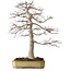 Acer palmatum, 43 cm, ± 35 years old, in a broken but handmade Japanese pot by Yamafusa, with a nebari of 25 cm