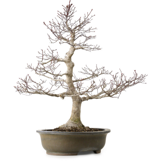 Acer palmatum, 65 cm, ± 35 años, con un nebari de 24 cm