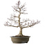 Acer palmatum, 65 cm, ± 35 años, con un nebari de 24 cm