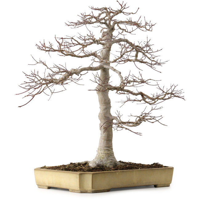 Acer palmatum, 43 cm, ca. 35 Jahre alt, in einem zerbrochenen, aber handgefertigten japanischen Topf von Yamafusa, mit einem Nebari von 25 cm