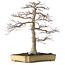 Acer palmatum, 43 cm, ± 35 years old, in a broken but handmade Japanese pot by Yamafusa, with a nebari of 25 cm