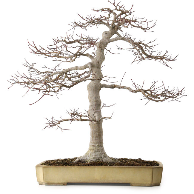 Acer palmatum, 43 cm, ca. 35 Jahre alt, in einem zerbrochenen, aber handgefertigten japanischen Topf von Yamafusa, mit einem Nebari von 25 cm