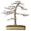 Acer palmatum, 43 cm, ca. 35 Jahre alt, in einem zerbrochenen, aber handgefertigten japanischen Topf von Yamafusa, mit einem Nebari von 25 cm