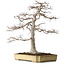 Acer palmatum, 43 cm, ± 35 años, en una maceta japonesa rota pero hecha a mano por Yamafusa, con un nebari de 25 cm.