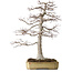 Acer palmatum, 43 cm, ca. 35 Jahre alt, in einem zerbrochenen, aber handgefertigten japanischen Topf von Yamafusa, mit einem Nebari von 25 cm