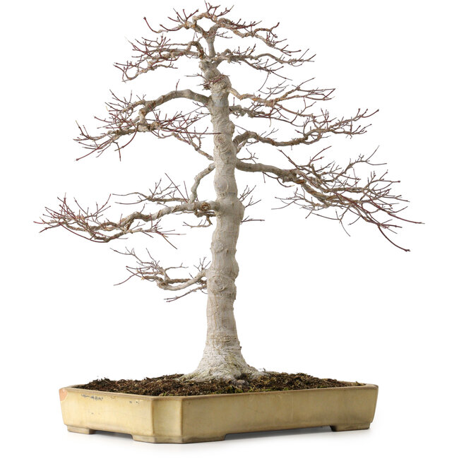Acer palmatum, 43 cm, ± 35 years old, in a broken but handmade Japanese pot by Yamafusa, with a nebari of 25 cm