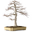 Acer palmatum, 43 cm, ca. 35 Jahre alt, in einem zerbrochenen, aber handgefertigten japanischen Topf von Yamafusa, mit einem Nebari von 25 cm