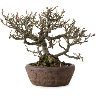 Bonsai Chaenomeles speciosa Chojubai, 25 cm, ± 30 years old